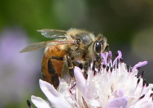 Réf. 283 757 : Apis mellifera